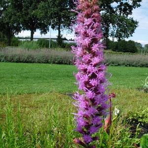 Liatris pycnostachya