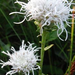 Liatris scariosa 'Alba'