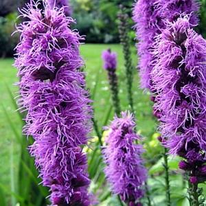 Liatris spicata 'Kobold'