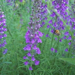 Linaria purpurea