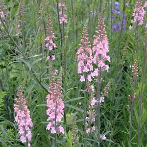 Linaria purpurea 'Canon J. Went'