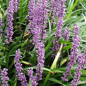 Liriope muscari