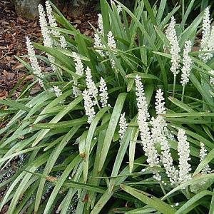 Liriope muscari 'Monroe White'