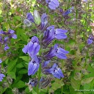 Lobelia siphilitica