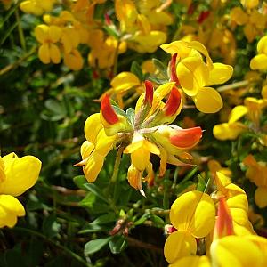 Lotus corniculatus