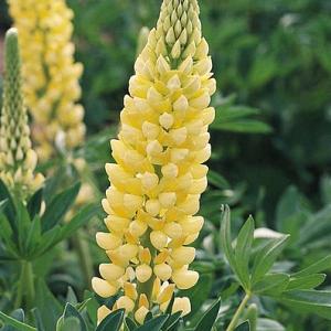 Lupinus 'Chandelier'