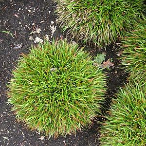 Luzula pilosa 'Igel'