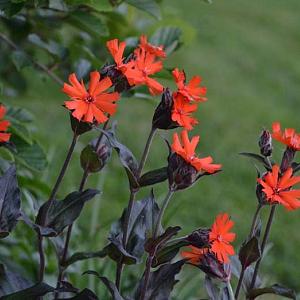 Lychnis arkwrightii 'Vesuvius'