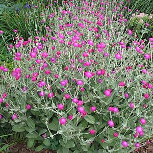 Lychnis coronaria