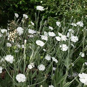 Lychnis coronaria 'Alba'