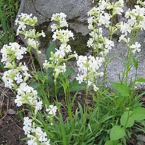 Lychnis viscaria 'Alba'