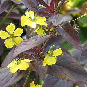 Lysimachia ciliata 'Firecracker'