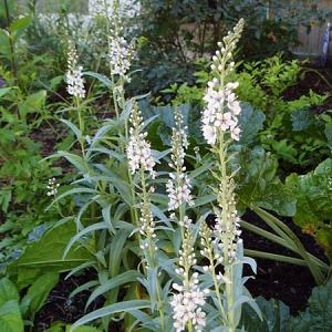 Lysimachia ephemerum