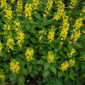 Lysimachia punctata