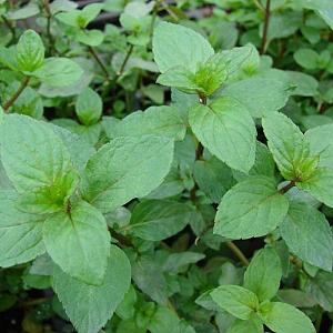 Mentha piperita