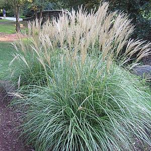 Miscanthus sin. 'Adagio'