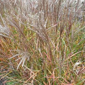 Miscanthus sin. 'Ferner Osten'