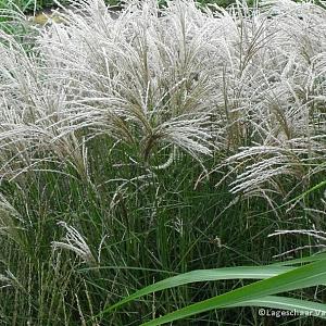 Miscanthus sin. 'Flamingo'