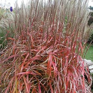 Miscanthus sin. 'Ghana'