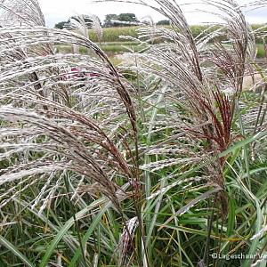 Miscanthus sin. 'Malepartus'