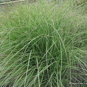 Miscanthus sin. 'Morning Light'