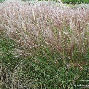 Miscanthus sin. 'Yaku Jima'