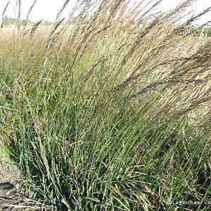 Molinia arund. 'Skyracer'