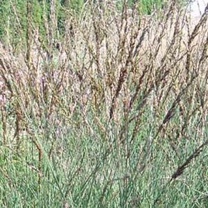 Molinia caerulea 'Dauerstrahl'