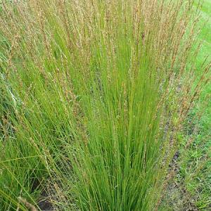 Molinia caerulea 'Heidebraut'