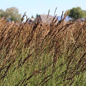 Molinia caerulea 'Moorhexe'