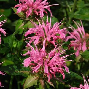 Monarda 'Croftway Pink'