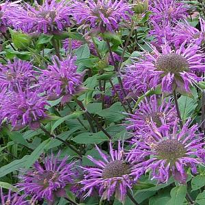 Monarda 'Prärienacht'