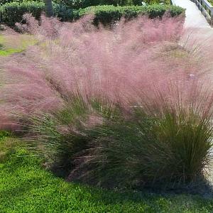 Muhlenbergia capillaris