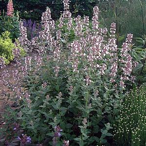 Nepeta grandiflora 'Dawn to Dusk'