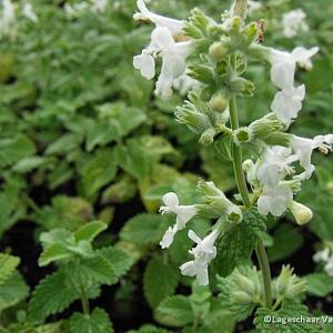 Nepeta racemosa 'Snowflake'