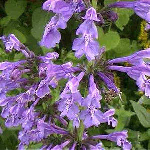 Nepeta sibirica