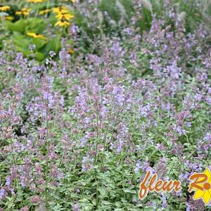 Nepeta 'Grol'