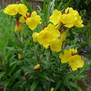 Oenothera fr. 'Fyrverkeri'