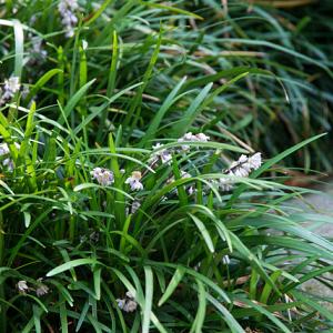 Ophiopogon planiscapus