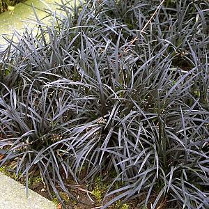 Ophiopogon plan. 'Niger'