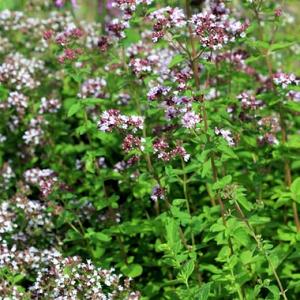 Origanum vulgare