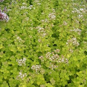 Origanum vulg. 'Aureum'