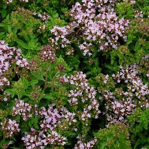 Origanum vulg. 'Compactum'