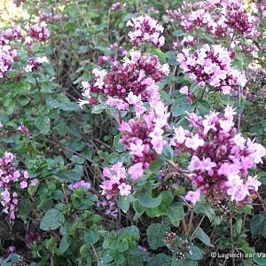 Origanum 'Rosenkuppel'