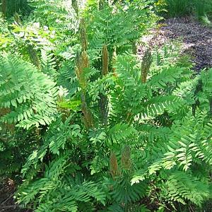 Osmunda regalis