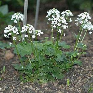 Pachyphragma macrophyllum