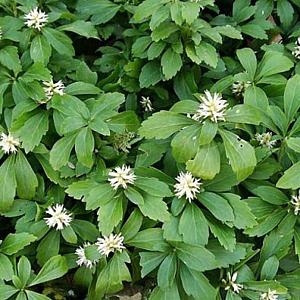 Pachysandra terminalis