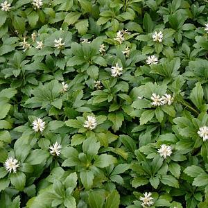 Pachysandra term. 'Green Carpet'