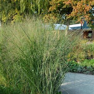 Panicum virgatum 'Cloud Nine'