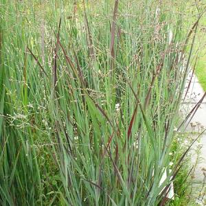 Panicum virgatum 'Heavy Metal'